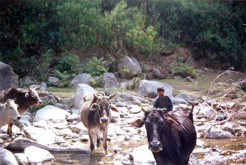 Cattles crossing River