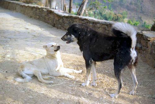 Uttaranchal Village