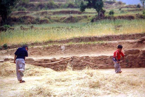 Threshing the Maduwa