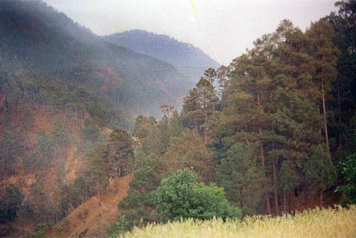 Pine Tree Forest, Uttaranchal Village