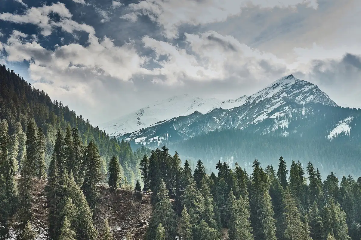 Alpine Forests in Himachal