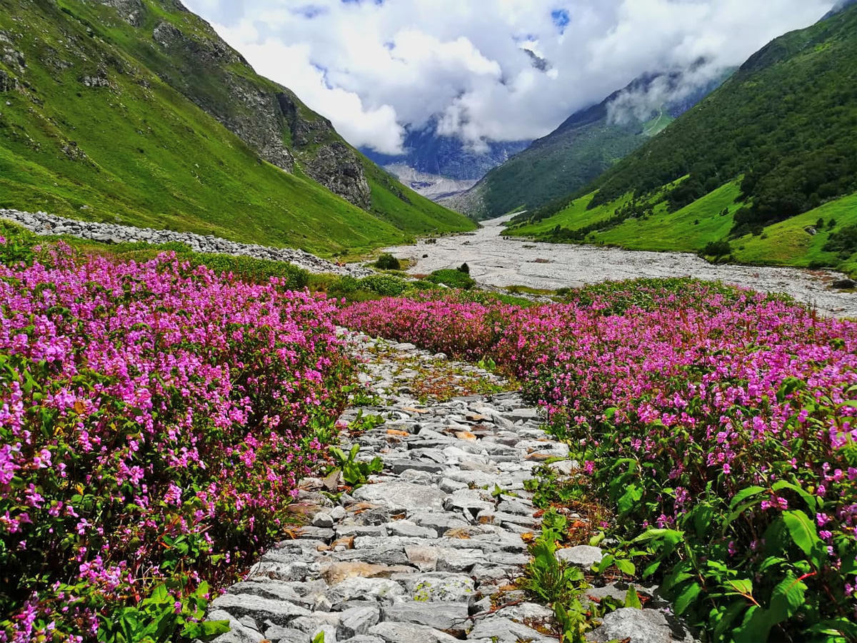 Valley Of Flowers 5353172 