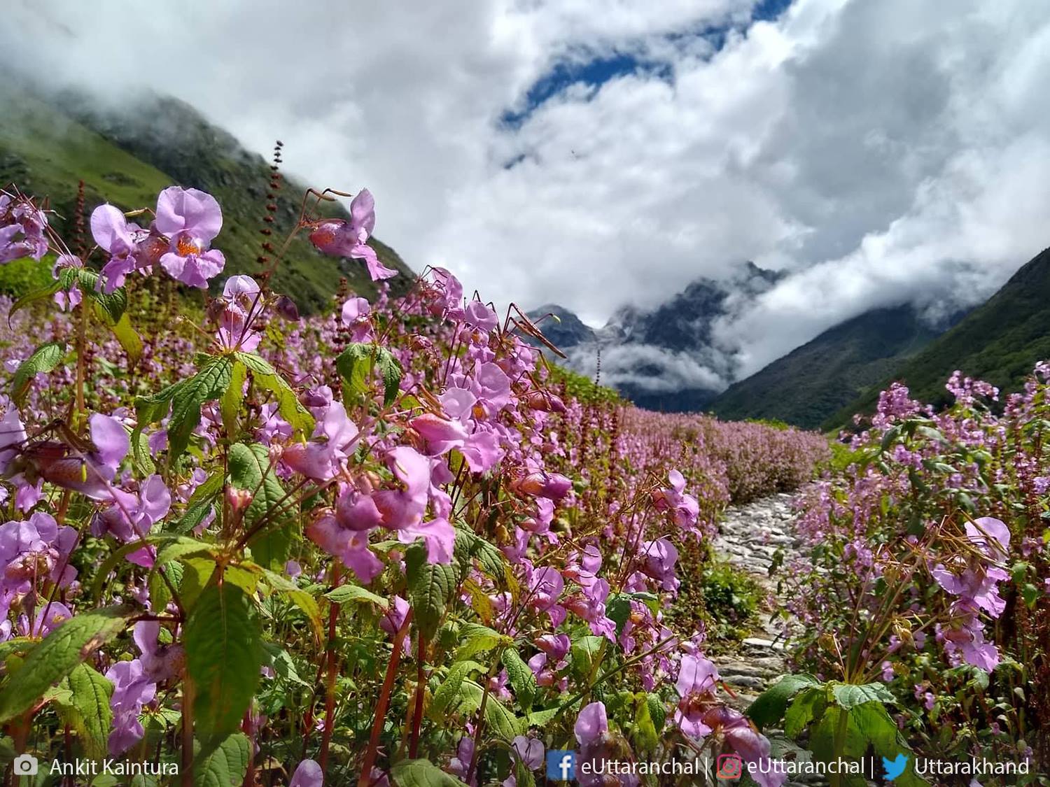 3 Nights Valley of Flowers Package (ex-Govindghat) Photos